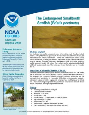 Smalltooth Sawfish Fact Sheet