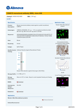 CSNK1D Monoclonal Antibody (M09), Clone 4H8