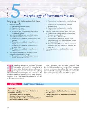 CHAPTER 5Morphology of Permanent Molars
