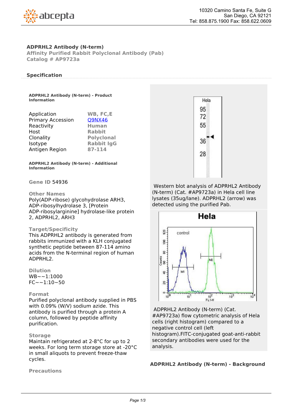 ADPRHL2 Antibody (N-Term) Affinity Purified Rabbit Polyclonal Antibody (Pab) Catalog # Ap9723a