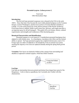 Perennial Ryegrass Lolium Perenne L. Tom Cook OSU Horticulture Dept