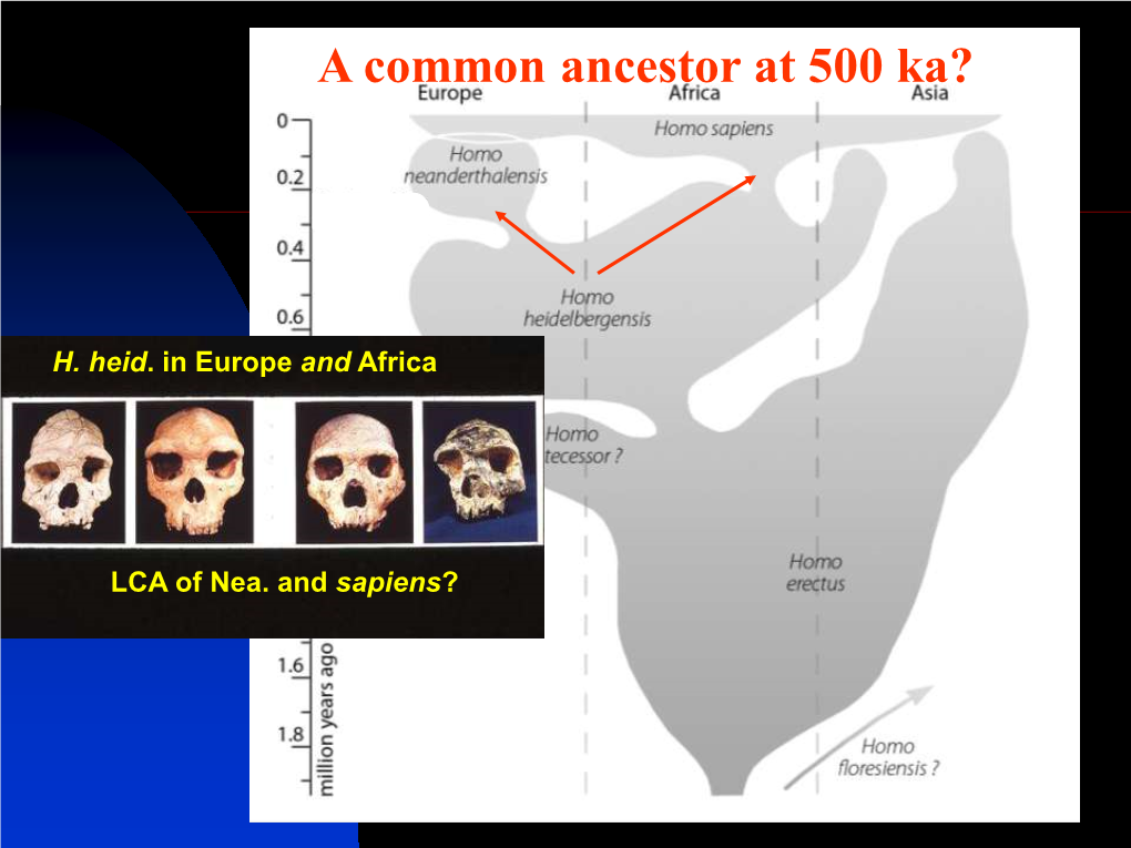 Recent Human Evolution