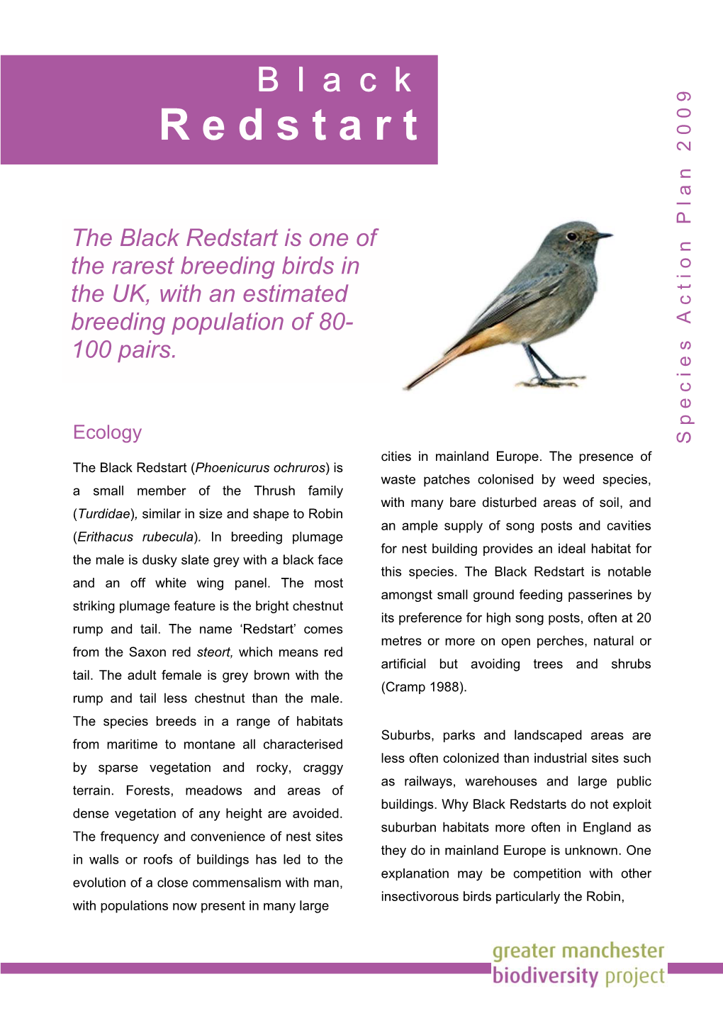 Black Redstart M Enoptera