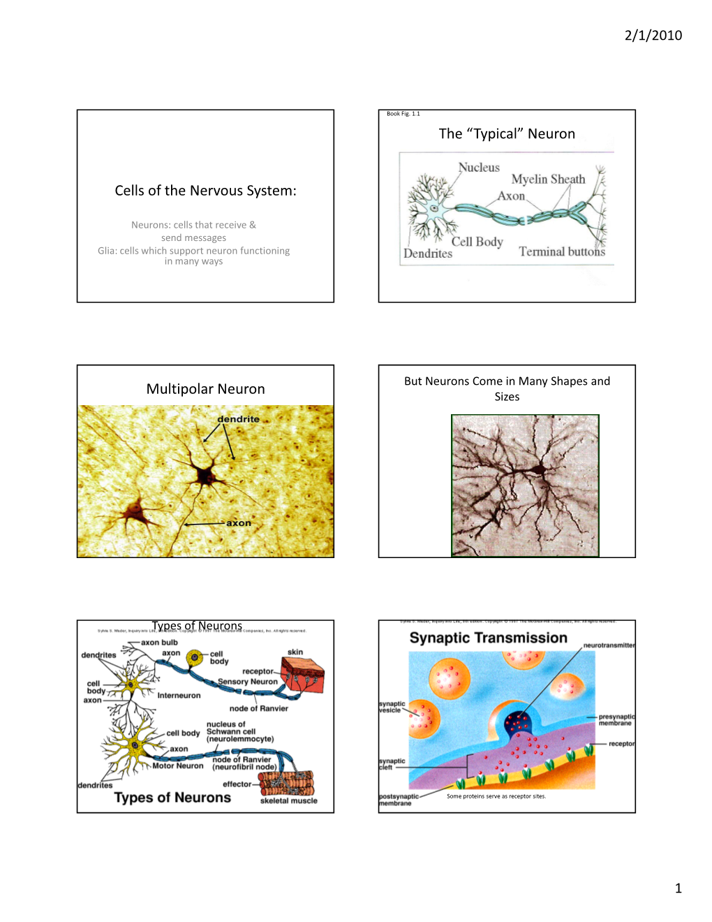 Cells of the Nervous System: the “Typical” Neuron Multipolar Neuron