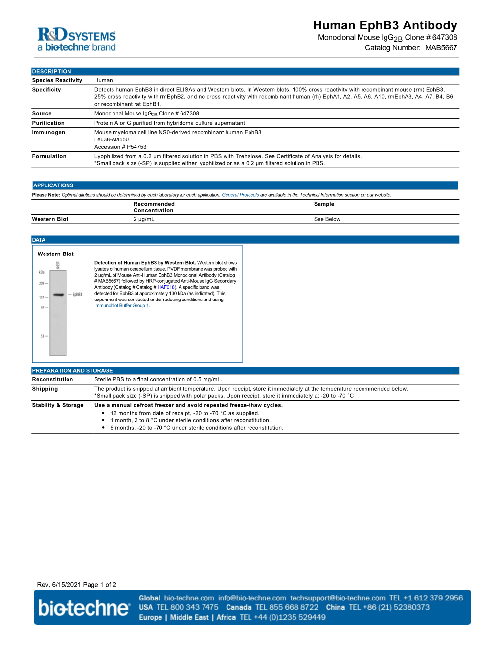 Human Ephb3 Antibody