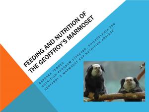 Feeding and Nutrition of the Geoffroy's Marmoset