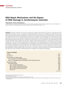 DNA Repair Mechanisms and the Bypass of DNA Damage in Saccharomyces Cerevisiae