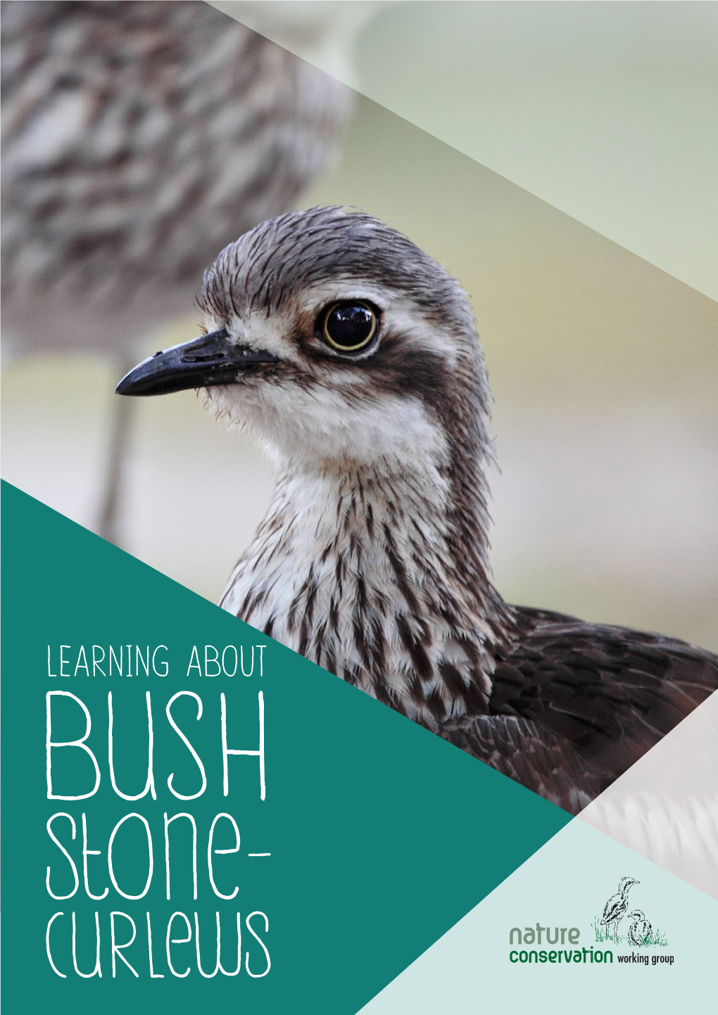 Learning About BUSH Stone-Curlews