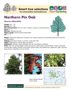 Northern Pin Oak Quercus Ellipsoidalis