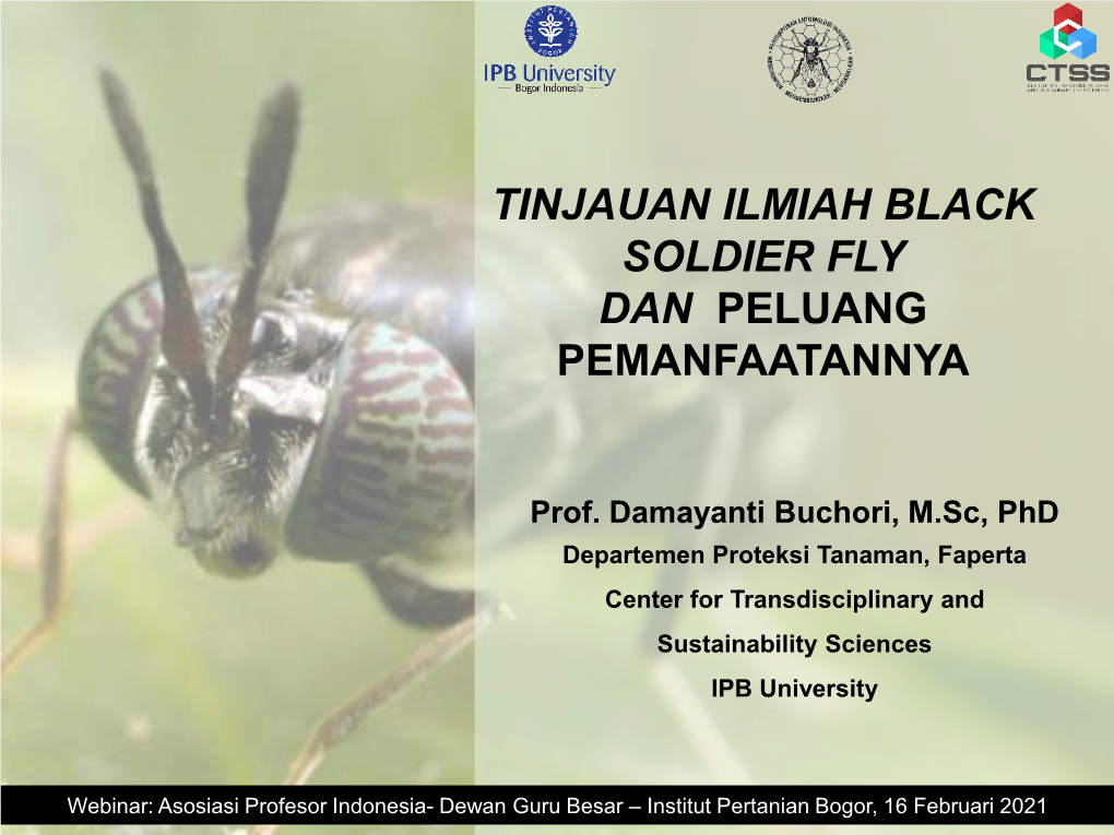 Tinjauan Ilmiah Black Soldier Fly Dan Peluang Pemanfaatanya