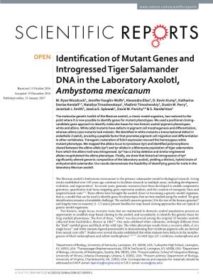 Identification of Mutant Genes and Introgressed Tiger Salamander