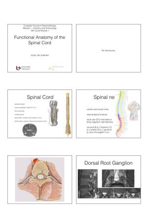 Functional Anatomy of the Spinal Cord