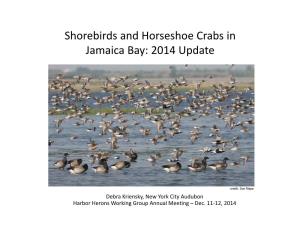 Shorebirds and Horseshoe Crabs in Jamaica Bay: 2014 Update