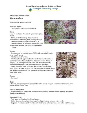 Kasey Hartz Natural Area Reference Sheet Osmunda Cinnamomea Cinnamon Fern