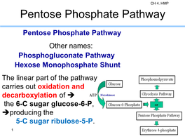 Pentose Phosphate Pathway