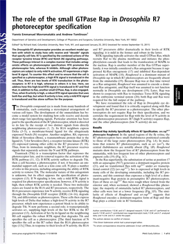 The Role of the Small Gtpase Rap in Drosophila R7 Photoreceptor Speciﬁcation