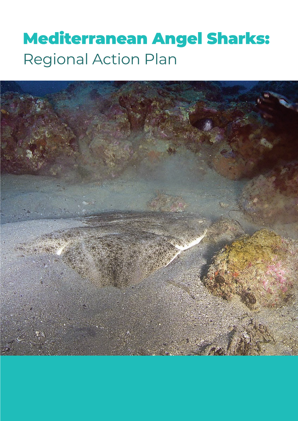 Mediterranean Angel Sharks: Regional Action Plan Collaborators