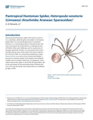 Pantropical Huntsman Spider, Heteropoda Venatoria (Linnaeus) (Arachnida: Araneae: Sparassidae)1 G