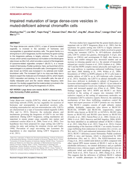 Impaired Maturation of Large Dense-Core Vesicles in Muted