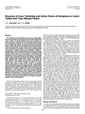 Structure of Axon Terminals and Active Zones at Synapses on Lizard Twitch and Tonic Muscle Fibers’