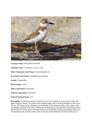 WILSON's PLOVER Scientific Name: Charadrius Wilsonia Ord Other