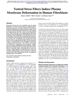 Ventral Stress Fibers Induce Plasma Membrane Deformation in Human Fibroblasts