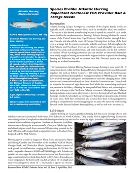 Important Northeast Fish Provides Bait & Forage Needs