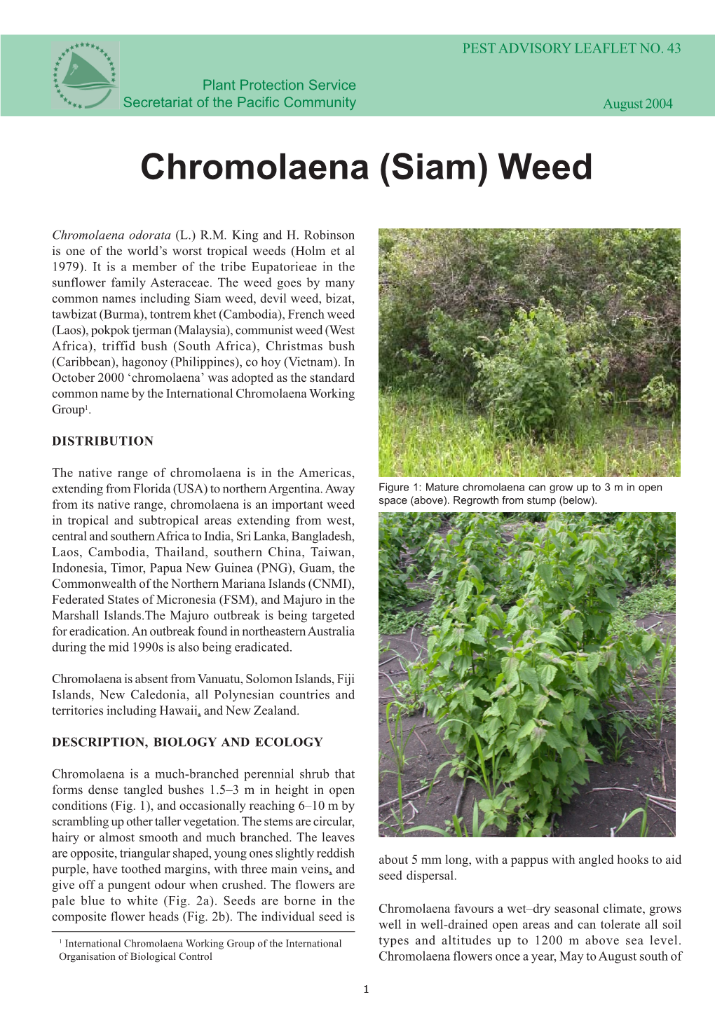 Chromolaena Weed