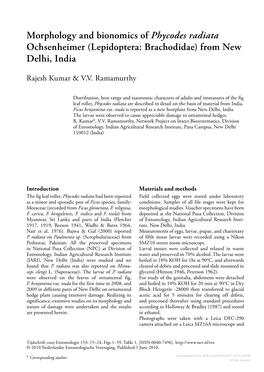 Morphology and Bionomics of Phycodes Radiata Ochsenheimer (Lepidoptera: Brachodidae) from New Delhi, India