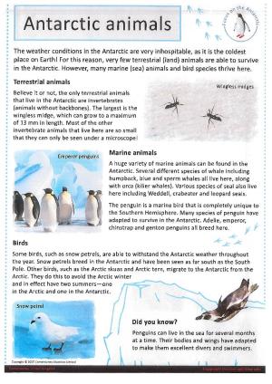 Antarctic Animals '