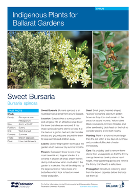 Sweet Bursaria Indigenous Plants for Ballarat Gardens