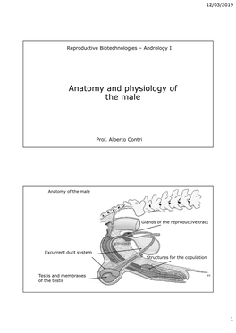 Anatomy and Physiology of the Male