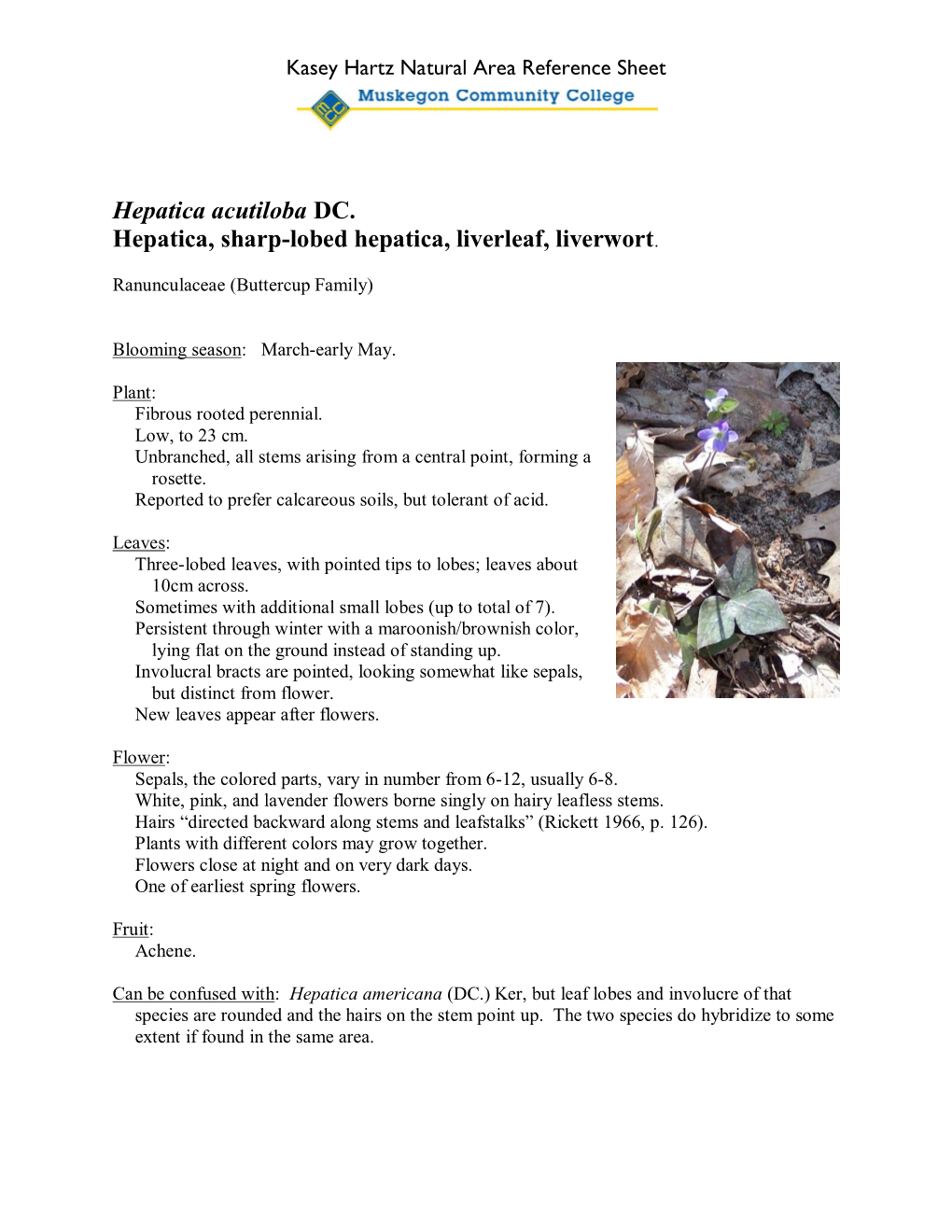 Hepatica Acutiloba DC. Hepatica, Sharp-Lobed Hepatica, Liverleaf, Liverwort