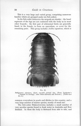 Guide to Crustacea