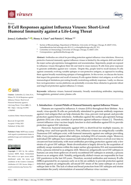 B Cell Responses Against Influenza Viruses