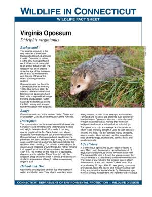 Virginia Opossum Didelphis Virginianus Background the Virginia Opossum Is the Only Member of the Order Marsupialia (Pouched Animals) J