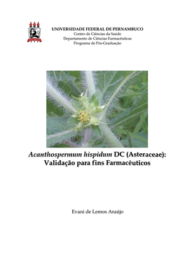 Acanthospermum Hispidum E A