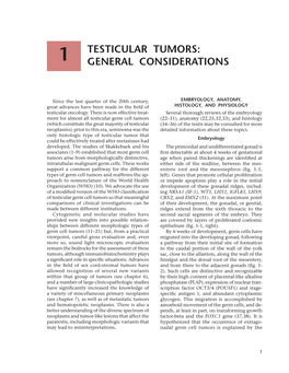 Testicular Tumors: General Considerations