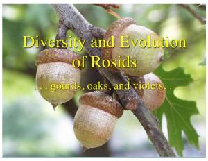 Diversity and Evolution of Rosids