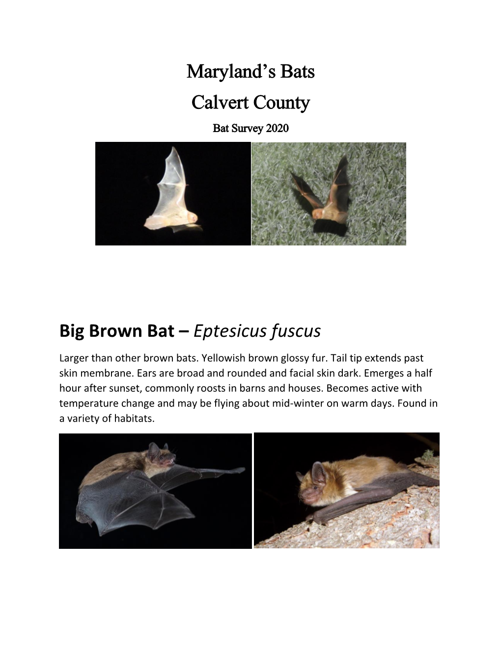 Maryland's Bats Calvert County Big Brown