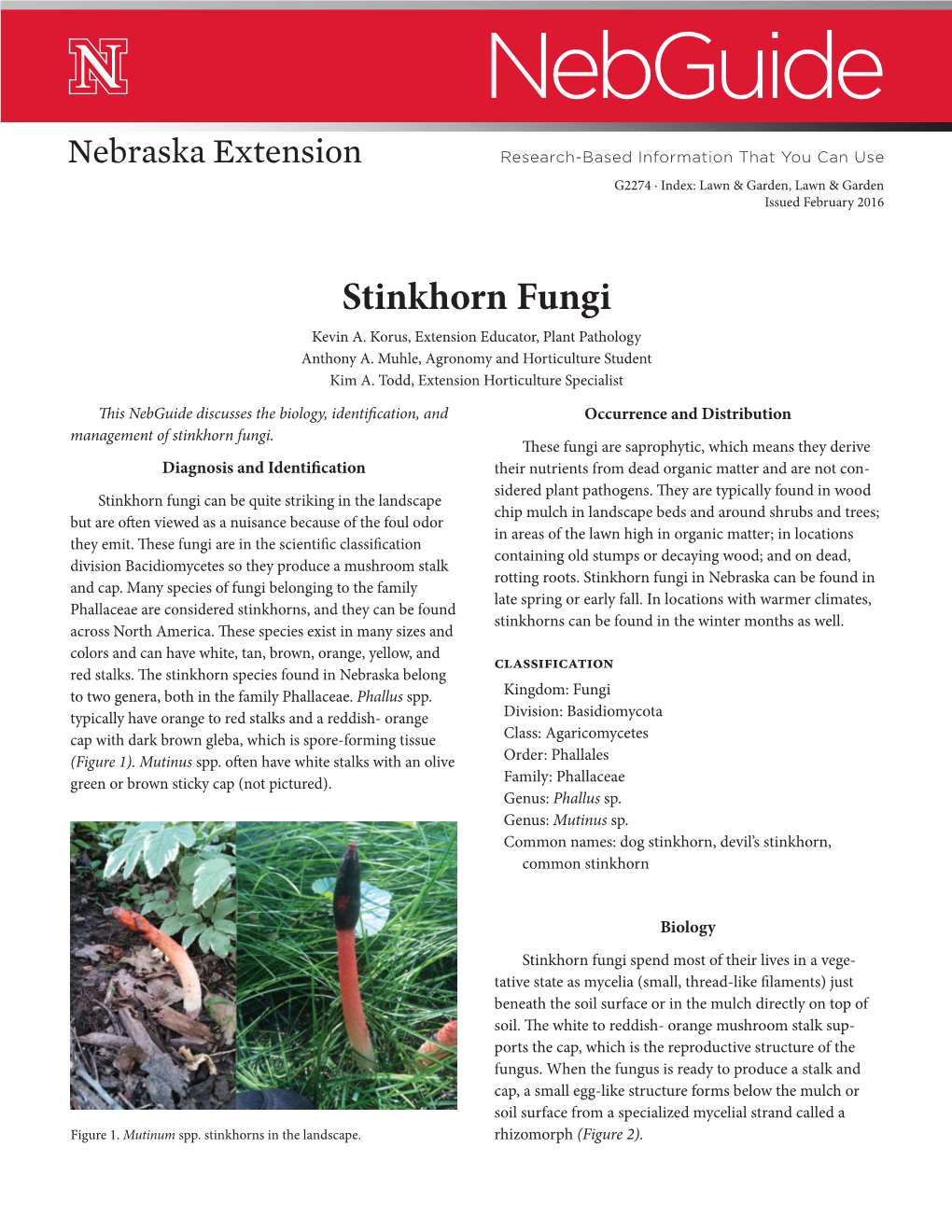 Stinkhorn Fungi Kevin A
