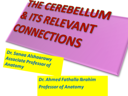14-Anatomy of the Cerebellum and the Relevant Connections
