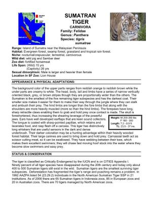SUMATRAN TIGER CARNIVORA Family: Felidae Genus: Panthera Species: Tigris