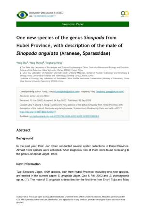 One New Species of the Genus Sinopoda from Hubei Province, with Description of the Male of Sinopoda Angulata (Araneae, Sparassidae)