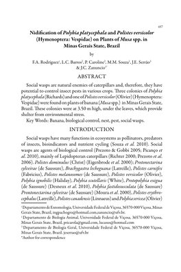 Nidification of Polybia Platycephala and Polistes Versicolor (Hymenoptera: Vespidae) on Plants of Musa Spp. in Minas Gerais State, Brazil by F.A