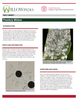 Powdery Mildews: Erysiphe Adunca and Phyllactinia Guttata