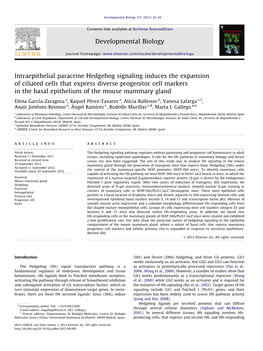 Intraepithelial Paracrine Hedgehog Signaling Induces the Expansion Of