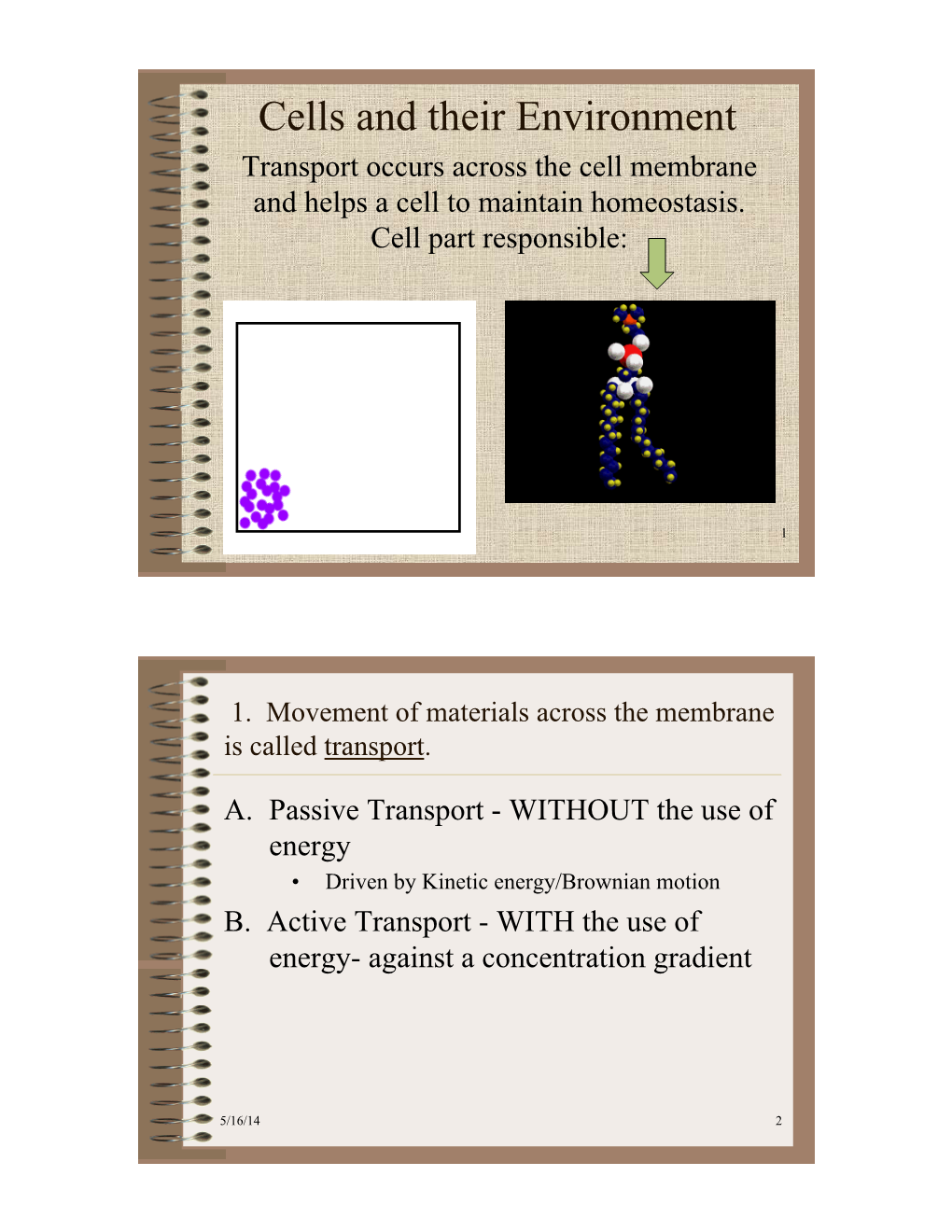 Cell Transport