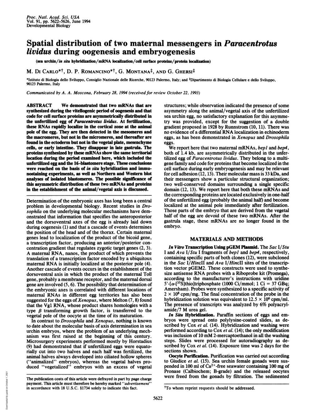 Spatial Distribution of Two Maternal Messengers in Paracentrotus