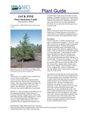 JACK PINE Seedlings